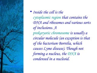 • Inside the cell is the
  cytoplasmic region that contains the
  DNA and ribosomes and various sorts
  of inclusions. A
  prokaryotic chromosome is usually a
  circular molecule (an exception is that
  of the bacterium Borrelia, which
  causes Lyme disease). Though not
  forming a nucleus, the DNA is
  condensed in a nucleoid.
 