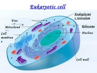 Eukaryotic cell
                                    Endoplasmi
                                    c reticulum
       Free
       ribosome
   Mitochond                             Ribosome
   ria
Cell                                     Nucleus
membran
e




                                     Cell wall
 