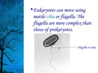• Eukaryotes can move using
  motile cilia or flagella. The
  flagella are more complex than
  those of prokaryotes.


                         Flagella or cilia
 