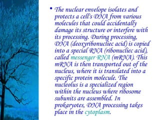 • The nuclear envelope isolates and
  protects a cell's DNA from various
  molecules that could accidentally
  damage its structure or interfere with
  its processing. During processing,
  DNA (deoxyribonucliec acid) is copied
  into a special RNA (ribonucliec acid),
  called messenger RNA (mRNA). This
  mRNA is then transported out of the
  nucleus, where it is translated into a
  specific protein molecule. The
  nucleolus is a specialized region
  within the nucleus where ribosome
  subunits are assembled. In
  prokaryotes, DNA processing takes
  place in the cytoplasm.
 