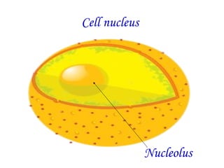 Cell nucleus




               Nucleolus
 