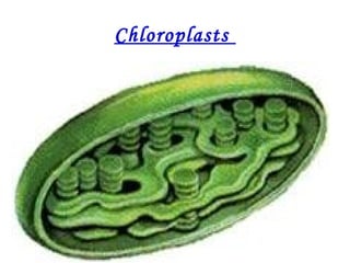 Chloroplasts
 