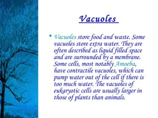 Vacuoles 
• Vacuoles store food and waste. Some
  vacuoles store extra water. They are
  often described as liquid filled space
  and are surrounded by a membrane.
  Some cells, most notably Amoeba,
  have contractile vacuoles, which can
  pump water out of the cell if there is
  too much water. The vacuoles of
  eukaryotic cells are usually larger in
  those of plants than animals.
 