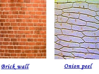 Brick wall   Onion peel
 