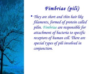 Fimbriae (pili)
• They are short and thin hair like
  filaments, formed of protein called
  pilin. Fimbriae are responsible for
  attachment of bacteria to specific
  receptors of human cell. There are
  special types of pili involved in
  conjunction.
 