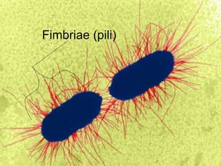 Fimbriae (pili)
 