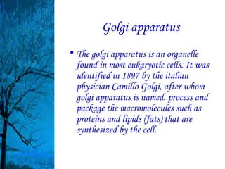 Golgi apparatus
• The golgi apparatus is an organelle
  found in most eukaryotic cells. It was
  identified in 1897 by the italian
  physician Camillo Golgi, after whom
  golgi apparatus is named. process and
  package the macromolecules such as
  proteins and lipids (fats) that are
  synthesized by the cell.
 