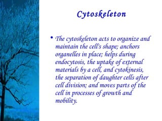 Cytoskeleton

• The cytoskeleton acts to organize and
  maintain the cell's shape; anchors
  organelles in place; helps during
  endocytosis, the uptake of external
  materials by a cell, and cytokinesis,
  the separation of daughter cells after
  cell division; and moves parts of the
  cell in processes of growth and
  mobility.
 