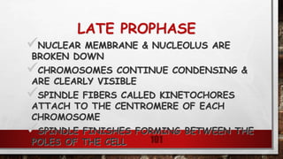 LATE PROPHASE
NUCLEAR MEMBRANE & NUCLEOLUS ARE
BROKEN DOWN
CHROMOSOMES CONTINUE CONDENSING &
ARE CLEARLY VISIBLE
SPINDLE FIBERS CALLED KINETOCHORES
ATTACH TO THE CENTROMERE OF EACH
CHROMOSOME
SPINDLE FINISHES FORMING BETWEEN THE
POLES OF THE CELL 101
 