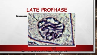 LATE PROPHASE
102
Nucleus & Nucleolus have disintegrated
Chromosomes
 
