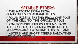 SPINDLE FIBERS
THE MITOTIC FORM FROM
CENTRIOLES IN ANIMAL CELLS
POLAR FIBERS EXTEND FROM ONE POLE
OF THE CELL TO THE OPPOSITE POLE
KINETOCHORE FIBERS EXTEND FROM
THE POLE TO THE CENTROMERE OF THE
CHROMOSOME TO WHICH THEY ATTACH
ASTERS ARE SHORT FIBERS RADIATING
FROM CENTRIOLES
104
 