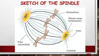 SKETCH OF THE SPINDLE
 
