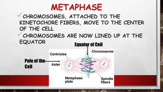 METAPHASE
CHROMOSOMES, ATTACHED TO THE
KINETOCHORE FIBERS, MOVE TO THE CENTER
OF THE CELL
CHROMOSOMES ARE NOW LINED UP AT THE
EQUATOR
106
Pole of the
Cell
Equator of Cell
 