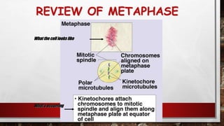 REVIEW OF METAPHASE
108
What the cell looks like
What’s occurring
 