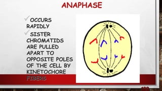 ANAPHASE
OCCURS
RAPIDLY
SISTER
CHROMATIDS
ARE PULLED
APART TO
OPPOSITE POLES
OF THE CELL BY
KINETOCHORE
FIBERS
 