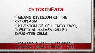 CYTOKINESIS
MEANS DIVISION OF THE
CYTOPLASM
DIVISION OF CELL INTO TWO,
IDENTICAL HALVES CALLED
DAUGHTER CELLS
IN ANIMAL CELLS, CLEAVAGE
FURROW FORMS TO SPLIT CELL113
 