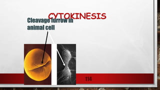 CYTOKINESIS
114
Cleavage furrow in
animal cell
 