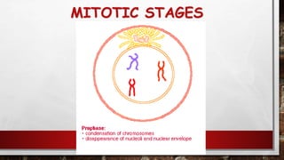 MITOTIC STAGES
115
 