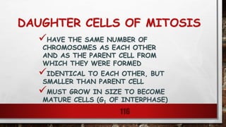 DAUGHTER CELLS OF MITOSIS
HAVE THE SAME NUMBER OF
CHROMOSOMES AS EACH OTHER
AND AS THE PARENT CELL FROM
WHICH THEY WERE FORMED
IDENTICAL TO EACH OTHER, BUT
SMALLER THAN PARENT CELL
MUST GROW IN SIZE TO BECOME
MATURE CELLS (G1 OF INTERPHASE)
116
 
