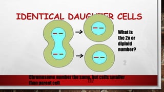 IDENTICAL DAUGHTER CELLS
117
Chromosome number the same, but cells smaller
than parent cell
What is
the 2n or
diploid
number?
2
 