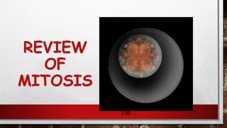 REVIEW
OF
MITOSIS
118
 