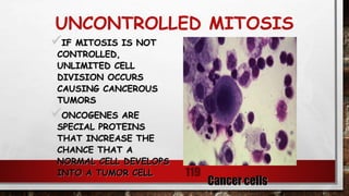 UNCONTROLLED MITOSIS
IF MITOSIS IS NOT
CONTROLLED,
UNLIMITED CELL
DIVISION OCCURS
CAUSING CANCEROUS
TUMORS
ONCOGENES ARE
SPECIAL PROTEINS
THAT INCREASE THE
CHANCE THAT A
NORMAL CELL DEVELOPS
INTO A TUMOR CELL 119
Cancer cells
 