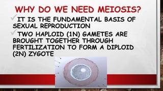WHY DO WE NEED MEIOSIS?
IT IS THE FUNDAMENTAL BASIS OF
SEXUAL REPRODUCTION
TWO HAPLOID (1N) GAMETES ARE
BROUGHT TOGETHER THROUGH
FERTILIZATION TO FORM A DIPLOID
(2N) ZYGOTE
124
 