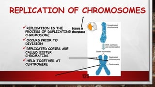 REPLICATION OF CHROMOSOMES
REPLICATION IS THE
PROCESS OF DUPLICATING A
CHROMOSOME
OCCURS PRIOR TO
DIVISION
REPLICATED COPIES ARE
CALLED SISTER
CHROMATIDS
HELD TOGETHER AT
CENTROMERE
125
Occurs in
Interphase
 