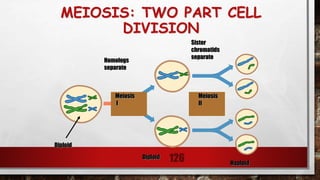 MEIOSIS: TWO PART CELL
DIVISION
126
Homologs
separate
Sister
chromatids
separate
Diploid
Meiosis
I
Meiosis
II
Diploid
Haploid
 