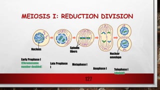 MEIOSIS I: REDUCTION DIVISION
127
Nucleus Spindle
fibers
Nuclear
envelope
Early Prophase I
(Chromosome
number doubled)
Late Prophase
I
Metaphase I
Anaphase I Telophase I
(diploid)
 