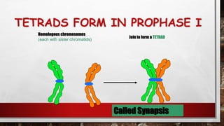 TETRADS FORM IN PROPHASE I
129
Homologous chromosomes
(each with sister chromatids)
Join to form a TETRAD
Called Synapsis
 