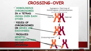 CROSSING-OVER
HOMOLOGOUS
CHROMOSOMES
IN A TETRAD
CROSS OVER EACH
OTHER
PIECES OF
CHROMOSOMES
OR GENES ARE
EXCHANGED
PRODUCES
GENETIC
RECOMBINATION
IN THE
OFFSPRING
 