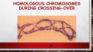 HOMOLOGOUS CHROMOSOMES
DURING CROSSING-OVER
131
 