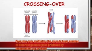 CROSSING-OVER
132
Crossing-over multiplies the already huge number
of different gamete types produced by
independent assortment
 