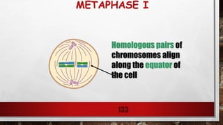 METAPHASE I
133
Homologous pairs of
chromosomes align
along the equator of
the cell
 