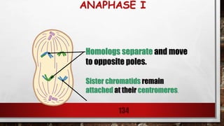 ANAPHASE I
134
Homologs separate and move
to opposite poles.
Sister chromatids remain
attached at their centromeres.
 