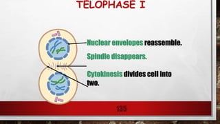 TELOPHASE I
135
Nuclear envelopes reassemble.
Spindle disappears.
Cytokinesis divides cell into
two.
 