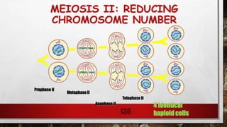 MEIOSIS II: REDUCING
CHROMOSOME NUMBER
136
Prophase II
Metaphase II
Anaphase II
Telophase II
4 Identical
haploid cells
 