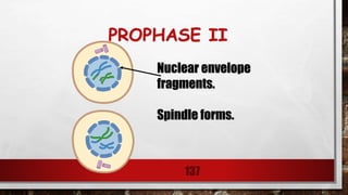 PROPHASE II
137
Nuclear envelope
fragments.
Spindle forms.
 