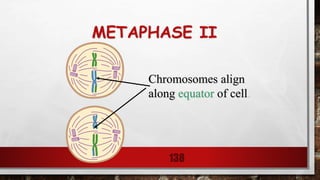 METAPHASE II
138
Chromosomes align
along equator of cell.
 