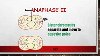 ANAPHASE II
139
Sister chromatids
separate and move to
opposite poles.
Equator
Pole
 