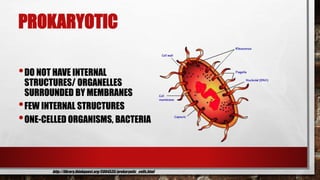 PROKARYOTIC
•DO NOT HAVE INTERNAL
STRUCTURES/ ORGANELLES
SURROUNDED BY MEMBRANES
•FEW INTERNAL STRUCTURES
•ONE-CELLED ORGANISMS, BACTERIA
http://library.thinkquest.org/C004535/prokaryotic_cells.html
 