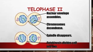 TELOPHASE II
140
Nuclear envelope
assembles.
Chromosomes
decondense.
Spindle disappears.
Cytokinesis divides cell
into two.
 