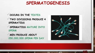 SPERMATOGENESIS
OCCURS IN THE TESTES
TWO DIVISIONS PRODUCE 4
SPERMATIDS
SPERMATIDS MATURE INTO
SPERM
MEN PRODUCE ABOUT
250,000,000 SPERM PER DAY
 