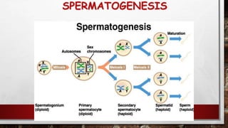 SPERMATOGENESIS
 