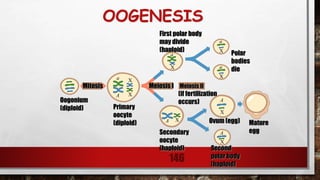 OOGENESIS
146
Oogonium
(diploid)
Mitosis
Primary
oocyte
(diploid)
Meiosis I
Secondary
oocyte
(haploid)
Meiosis II
(if fertilization
occurs)
First polar body
may divide
(haploid)
Polar
bodies
die
Ovum (egg)
Second
polar body
(haploid)
a
A
X
X
a
X
A X
a
X
a
X
Mature
egg
A
X
A
X
 