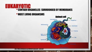 EUKARYOTIC
•CONTAIN ORGANELLES SURROUNDED BY MEMBRANES
•MOST LIVING ORGANISMS
Animal cell
http://library.thinkquest.org/C004535/eukaryotic_cells.html
 
