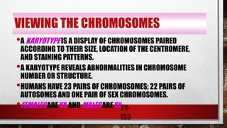24-
153
VIEWING THE CHROMOSOMES
•A KARYOTYPE IS A DISPLAY OF CHROMOSOMES PAIRED
ACCORDING TO THEIR SIZE, LOCATION OF THE CENTROMERE,
AND STAINING PATTERNS.
•A KARYOTYPE REVEALS ABNORMALITIES IN CHROMOSOME
NUMBER OR STRUCTURE.
•HUMANS HAVE 23 PAIRS OF CHROMOSOMES; 22 PAIRS OF
AUTOSOMES AND ONE PAIR OF SEX CHROMOSOMES.
•FEMALES ARE XX AND MALES ARE XY.
 