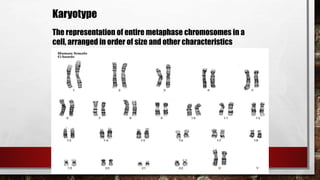 Karyotype
The representation of entire metaphase chromosomes in a
cell, arranged in order of size and other characteristics
 