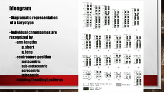 Ideogram
•Diagramatic representation
of a karyotype
•Individual chromsomes are
recognized by
-arm lengths
p, short
q, long
-centromere position
metacentric
sub-metacentric
acrocentric
telocentric
-staining (banding) patterns
 